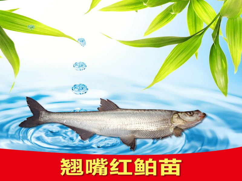 长江生物多样性科普017——翘嘴红鮊