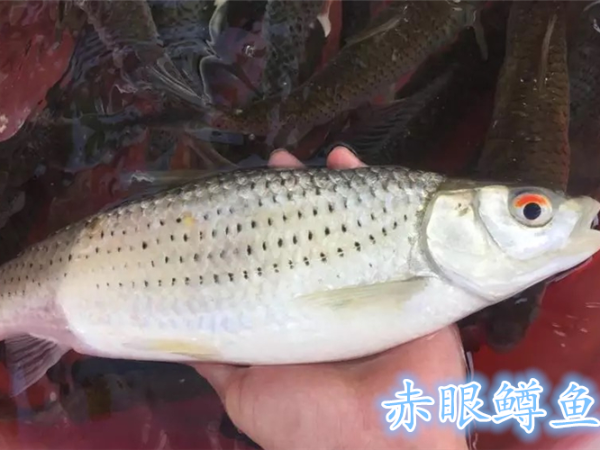 长江生物多样性科普037——赤眼鳟